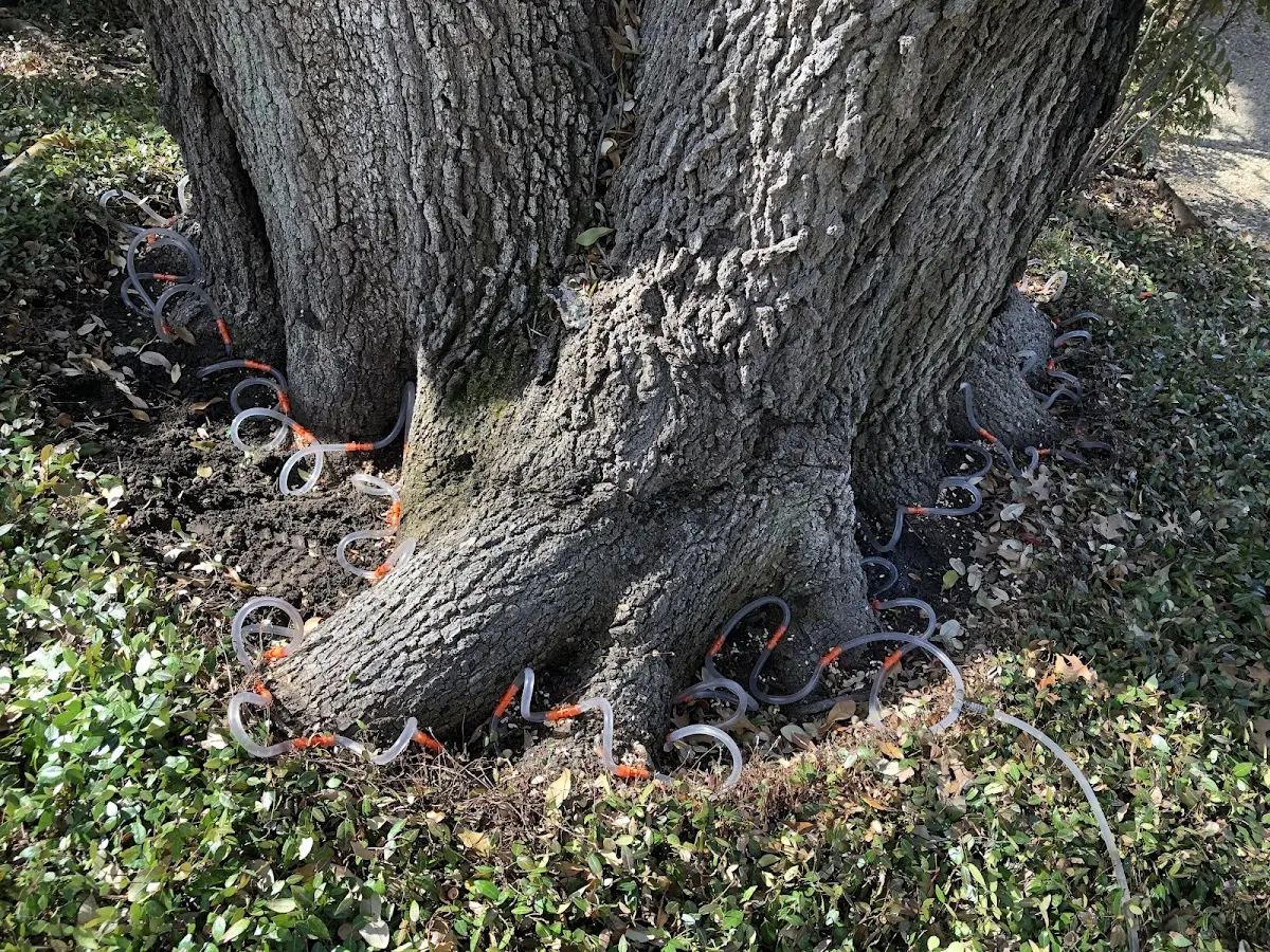 Detailed Tree Cabling and Bracing job site in Mountain Village