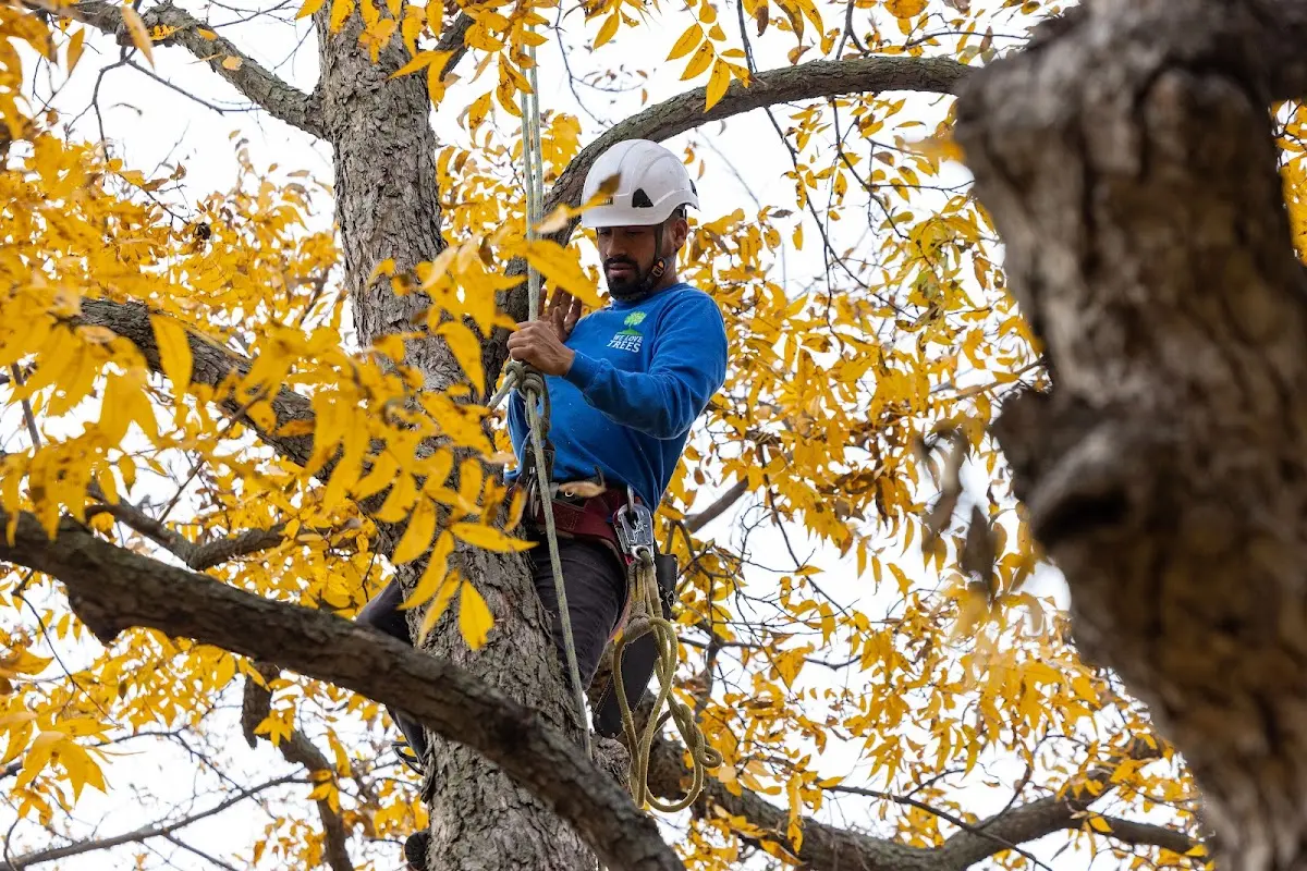 Skilled Tree Pruning crew working in Mountain Village