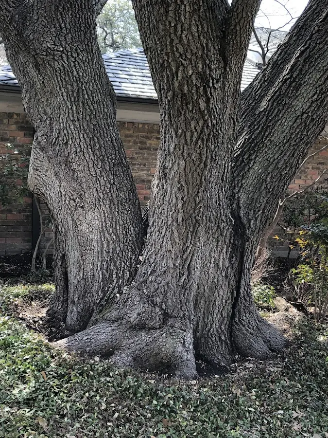 Mature heritage tree close to a Mountain Village property cared for by certified arborists