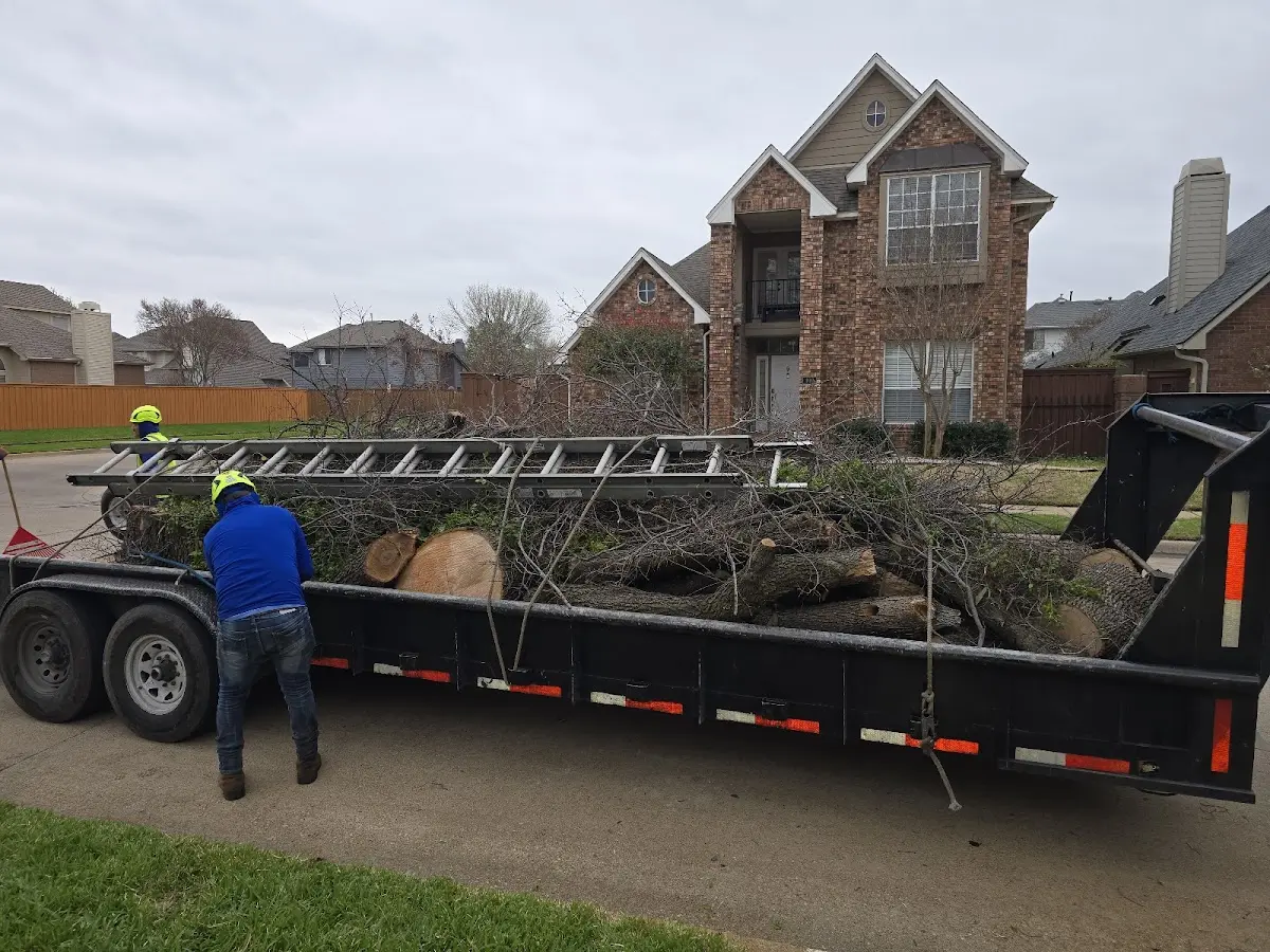 Expert Tree Pest Control with proper safety equipment in Mountain Village